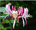 Honeysuckle flower on Dovecote Lane