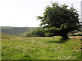 Meadow, above the Barle Valley