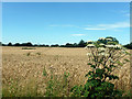 Wheat and Hogweed