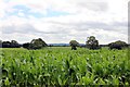 View from Ryecroft Lane