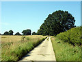 TL6403 : Concrete track to Writtle Park by Robin Webster