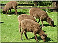 TR1161 : Soay sheep at Druidstone Park, Blean by pam fray