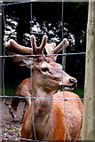 R4561 : Bunratty Park - Irish Red Deer by Joseph Mischyshyn