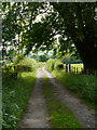 Path Through Wheatcroft Wood