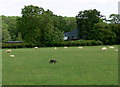 Sheep near Ashby Pastures