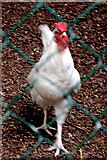 R4561 : Bunratty Park - Site #23 - Corn Barn - Chicken by Joseph Mischyshyn
