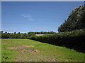 Field and hedge, Windinglake Farm