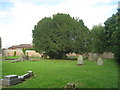 Churchyard Yew, Goldsborough