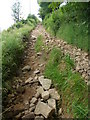 Track above Hollinsclough