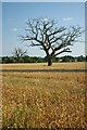 Dead Trees Near Noak Hill