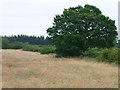 Large tree in an overgrown hedge