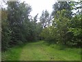 Spring Vale Wooded Path