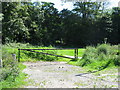 Footpath in Coldean Wood