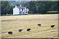 Guinea fowl near Fulwood Stile Farm