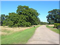 Windsor Great Park