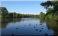 TQ5694 : Lake in Weald Country Park by Roger Jones