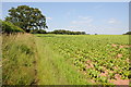 Bridleway and field headland