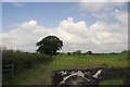 Late developing maize-field