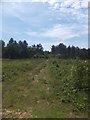 Cleared land in Bouldnor Copse