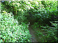 Footpath to the Dingle