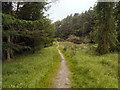 SD7422 : Woodland Path by David Dixon