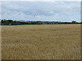NZ1776 : Farmland near Berwick Hill by JThomas