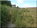 Oil seed rape, ripening 