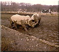 White Rhinos in the old Glasgow Zoo