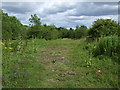 Old track through woodland