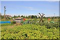 Allotments at Beeches Recreation Ground