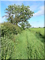 Field boundary near Gaddesby Lodge