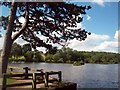 Scots Pine in Shipley Country Park