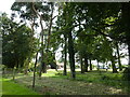 Caravan park screened by trees