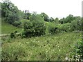 A damp meadow