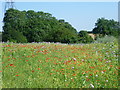 Wild flowers near the North Downs Way