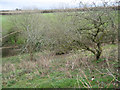 SX8553 : Derelict orchard above Little Coombe Plantation by Robin Stott
