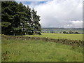 Small plantation above Red Earth Farm