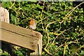 South Hams : A Robin