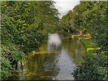SJ6486 : The Bridgewater Canal, Grappenhall by David Dixon