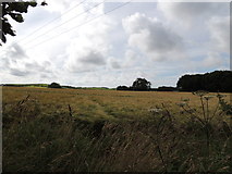 NX0859 : Farmland near Guyon's Brae by Billy McCrorie