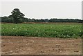 TM2636 : Potatoes in the field by roger geach