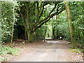 Track on Woolbeding Common