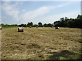 Field near Shepperdine