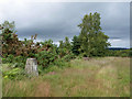 By the trig point, Trotton Common