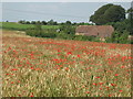 Poppies and Barn