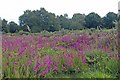 Heather on Tiptree Heath