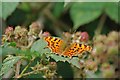 Comma on Tiptree Heath