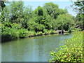 The Grand Union Canal north of Ovaltine Drive, WD4