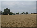 Looking towards Trusthorpe Hall Caravan Park