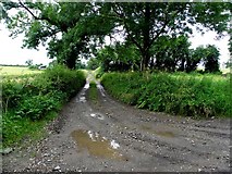 H4372 : Muddy lane, Mullaghmenagh by Kenneth  Allen